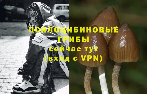 прущие грибы Богородск